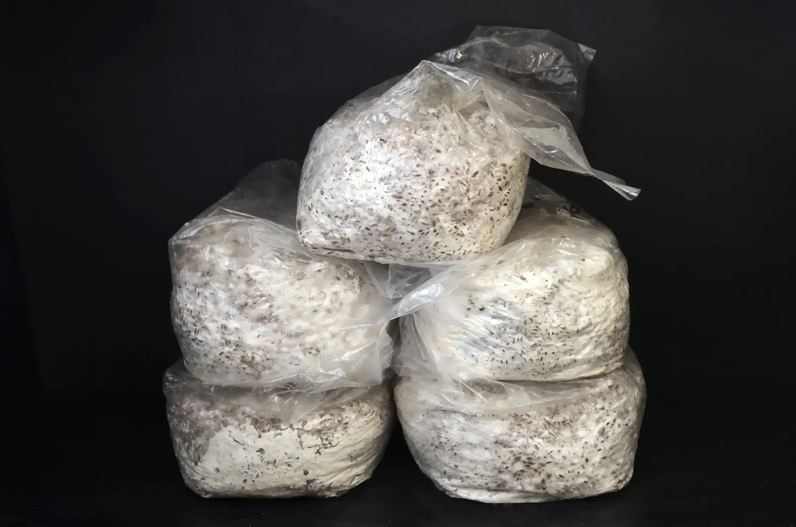 Pack de 5 sacs de mycelium sur grain