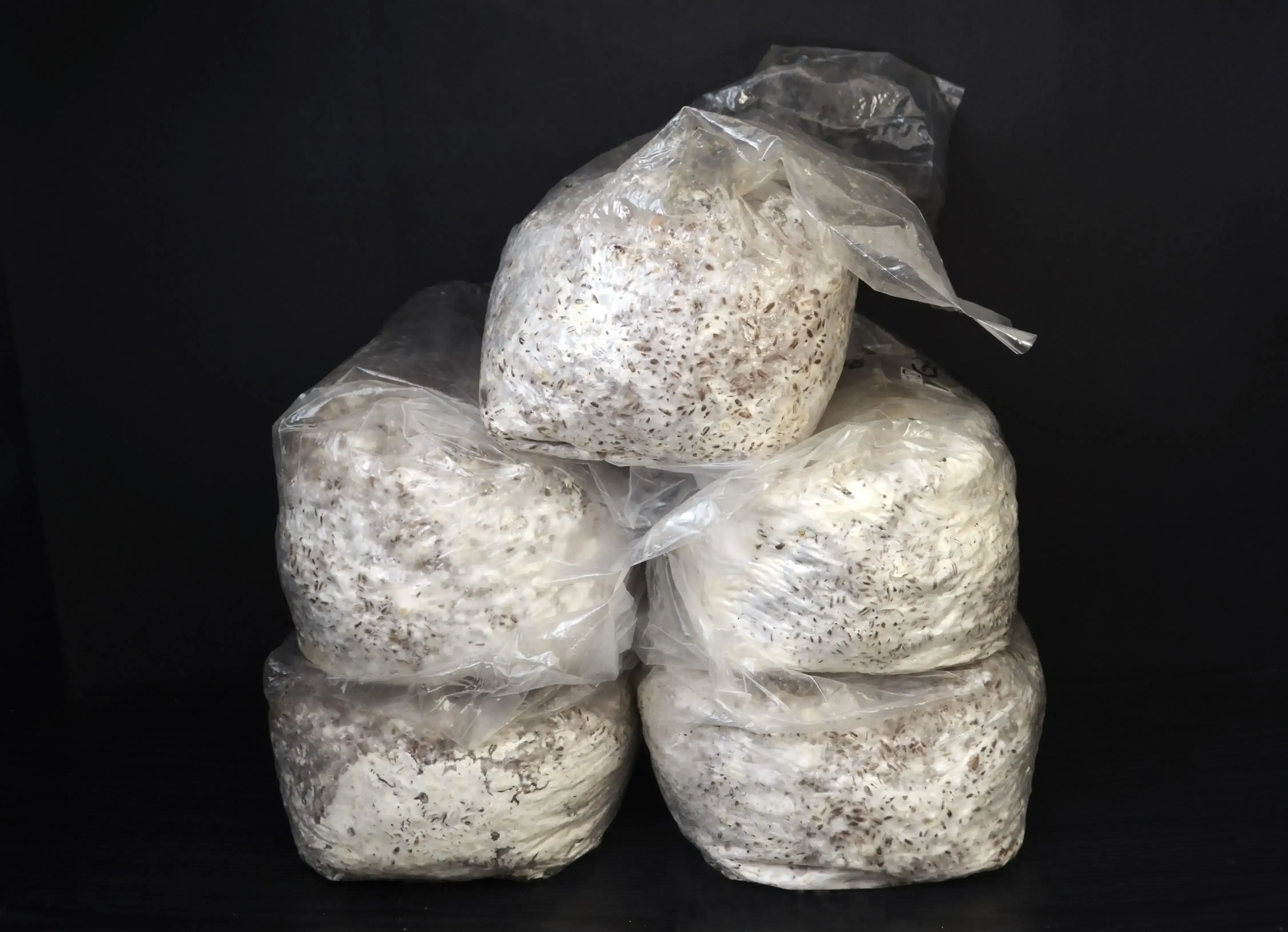 Pack de 5 sacs mycelium sur grain