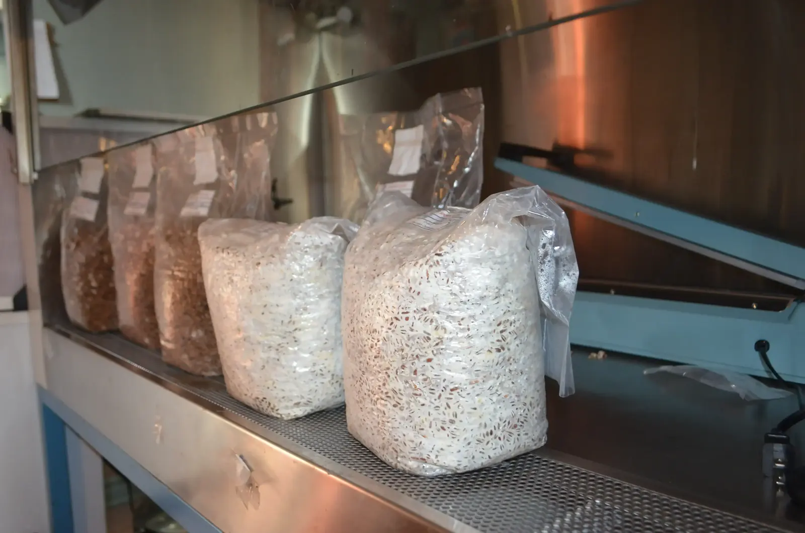 Mycelium sur grain dans une hotte à flux laminaire