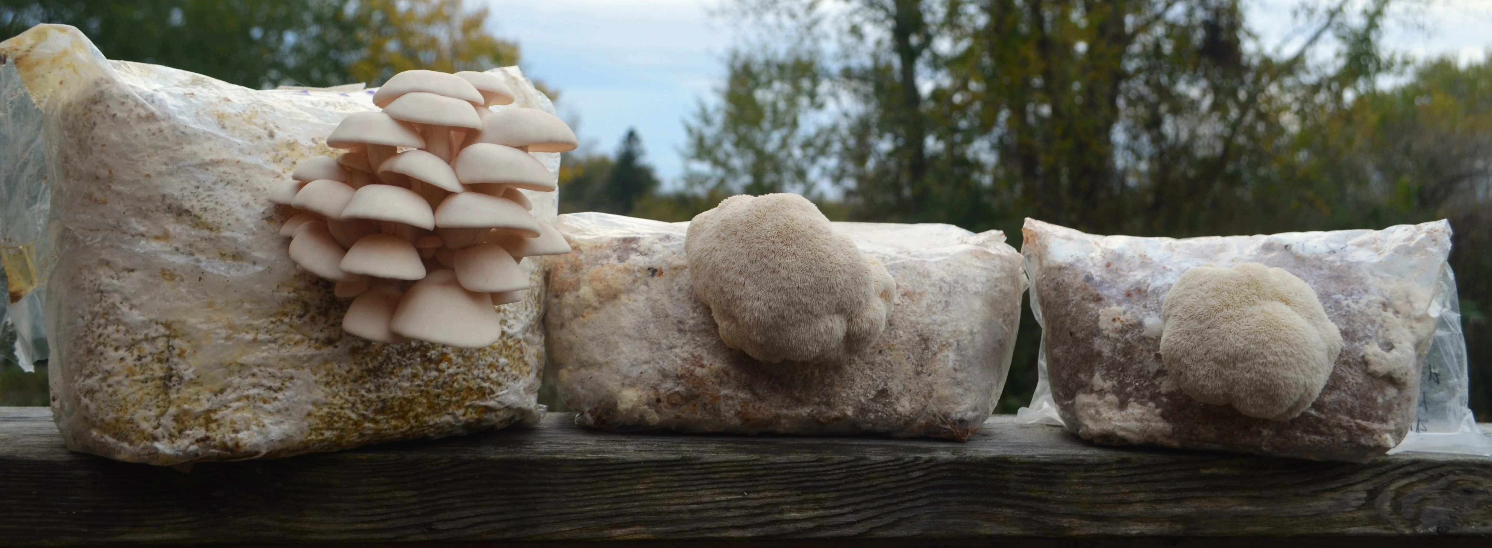 Pleurote qui pousse dans les feuilles