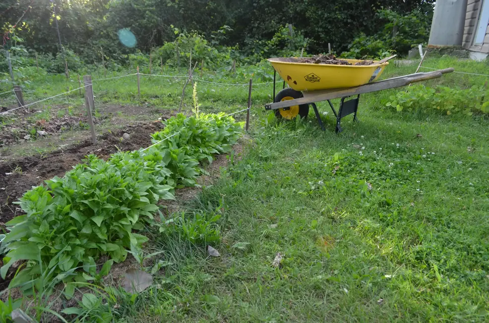 Rang d'épinard dans un jardin