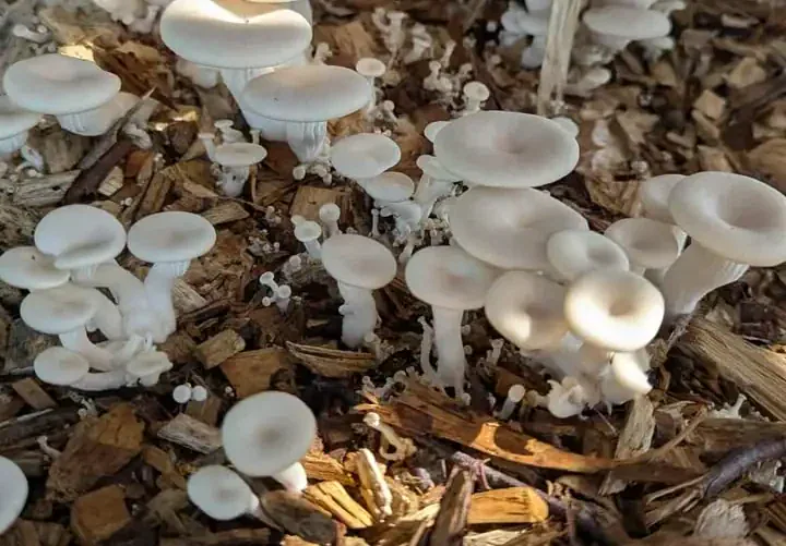 Fructification de pleurote au sol à partir de copeaux de bois