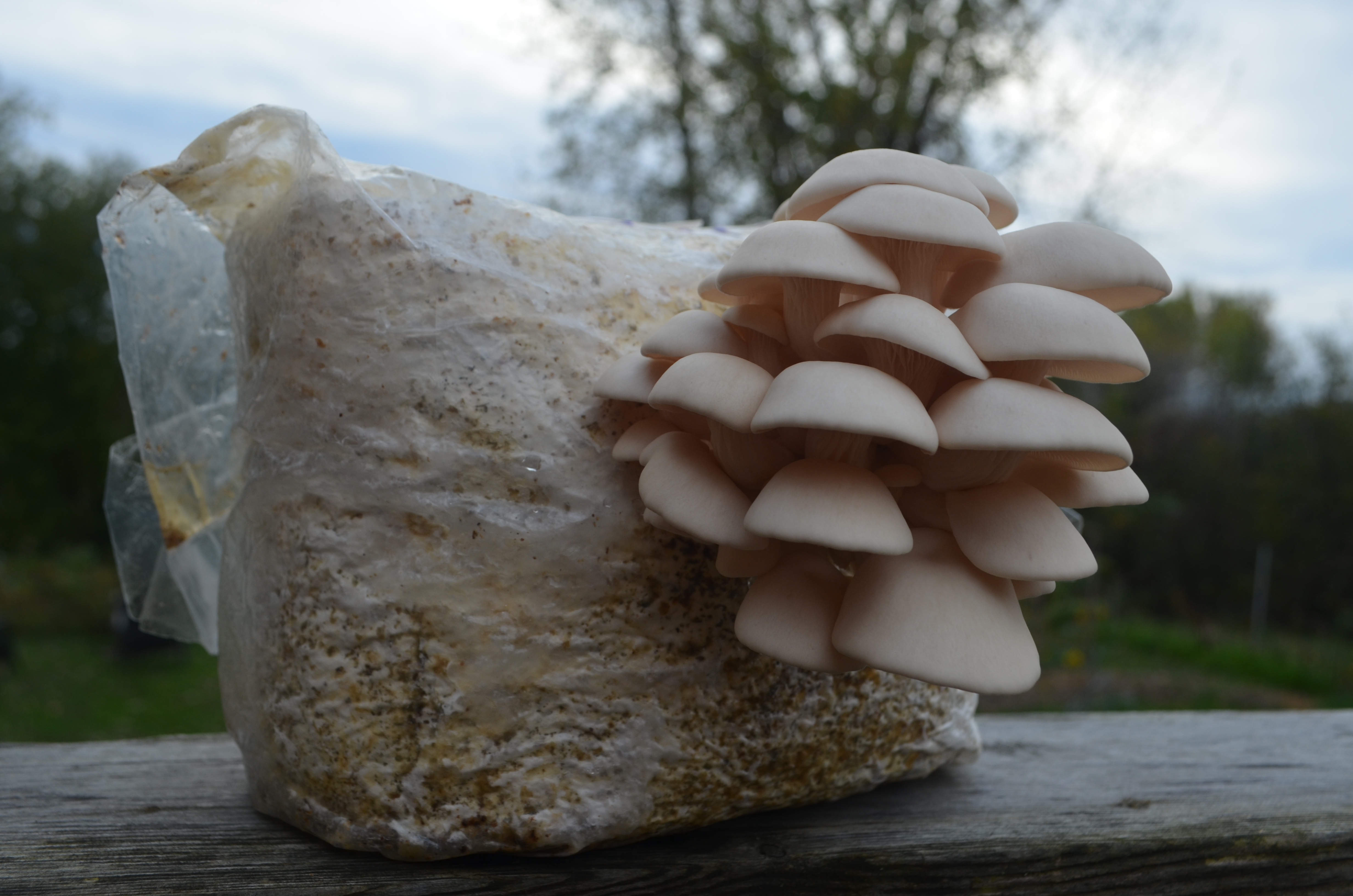 Bloc de fructification à l'extérieur