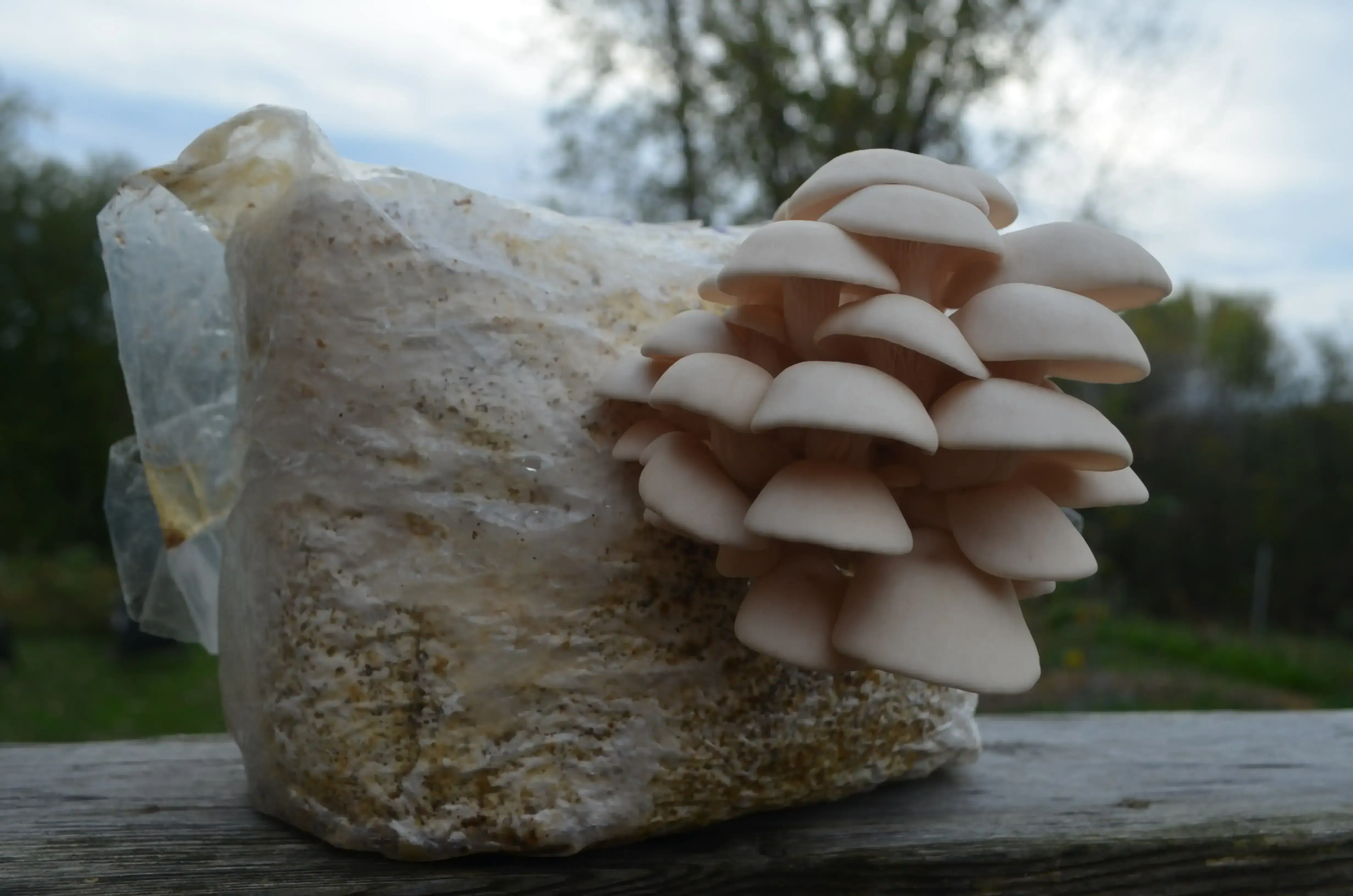 pleurotes en fructification à l'extérieur