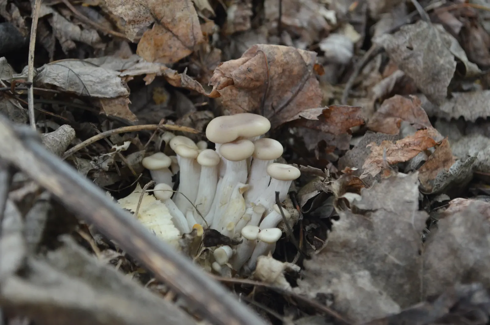 Pleurotes en huître qui poussent dans un tas de feuilles
