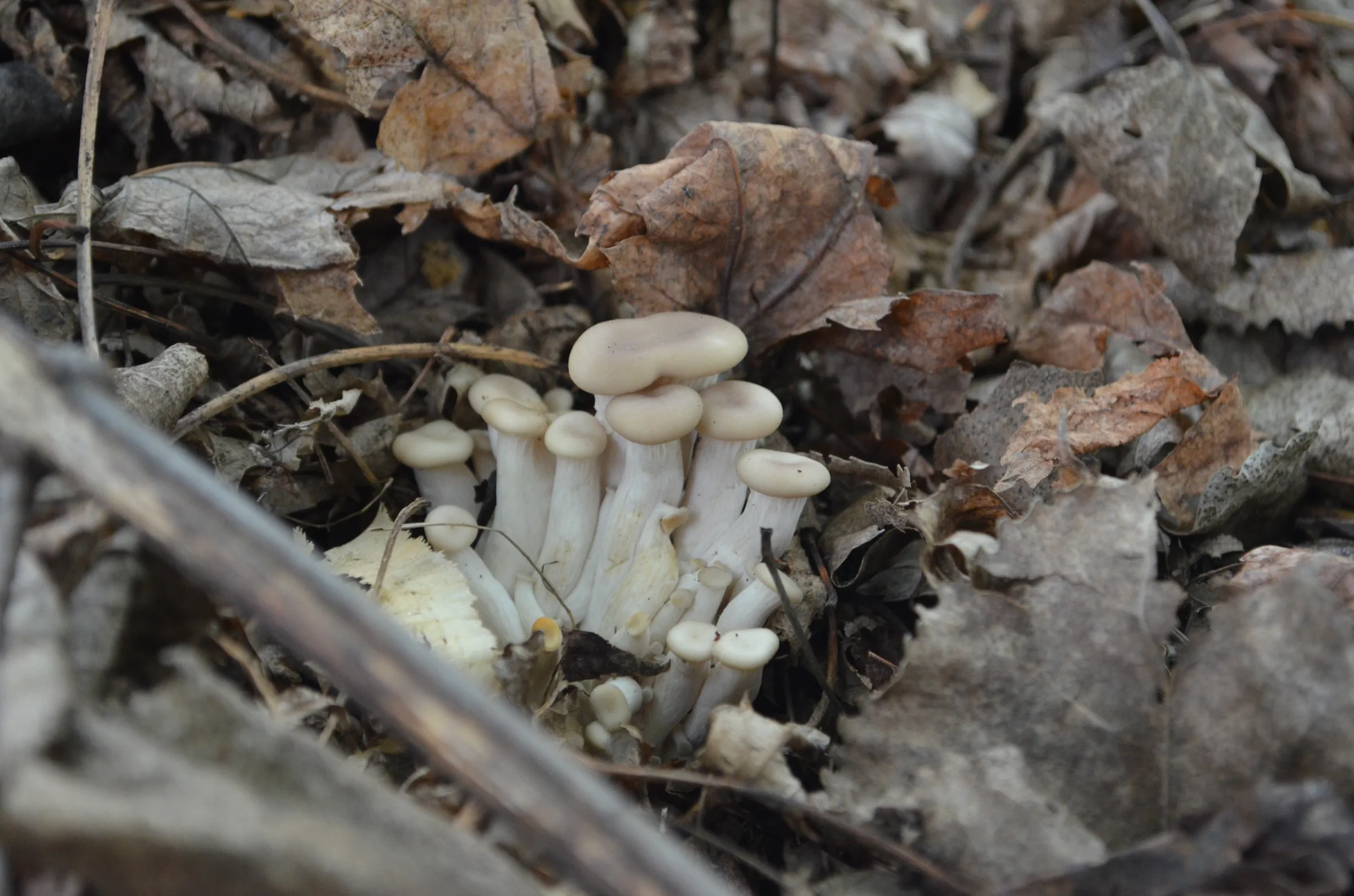 Pleurotes qui poussent dans un tas de feuilles