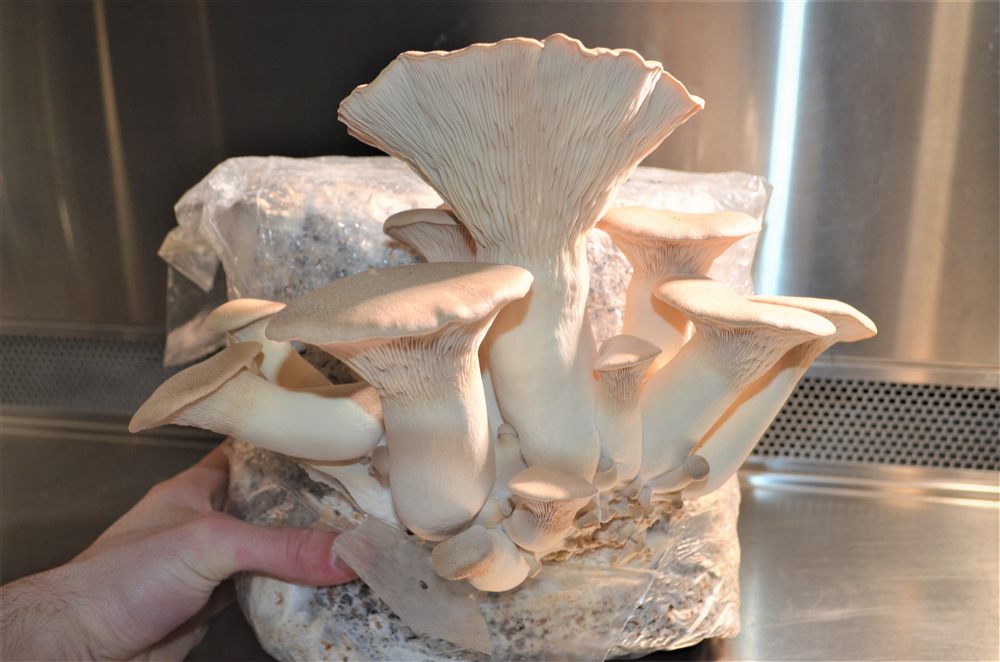 bloc de pleurotes eryngii en fructification