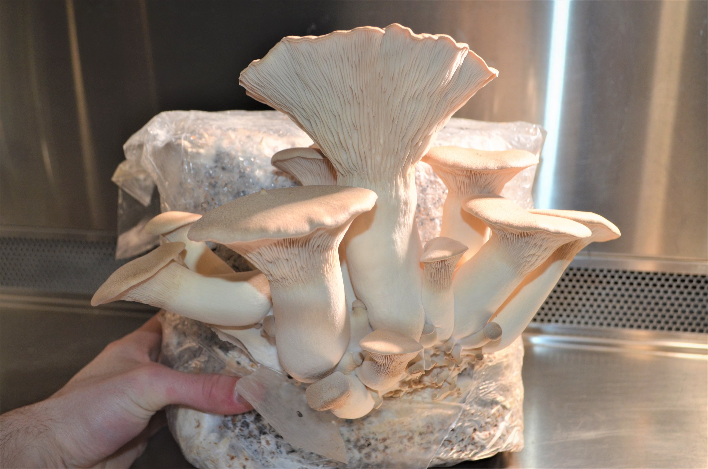 Pleurote Eryngii
