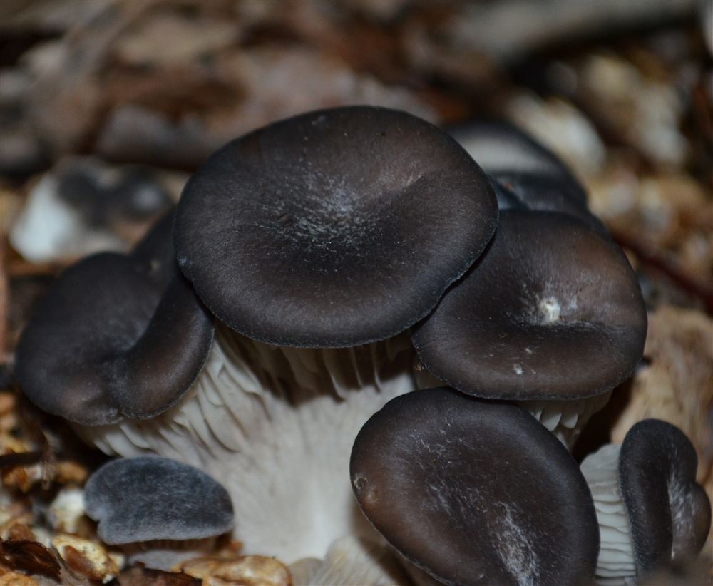 Pleurote gris