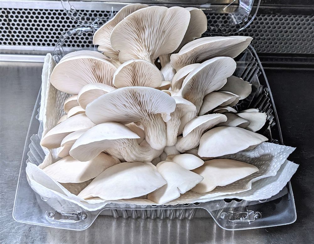 Pleurote en huître