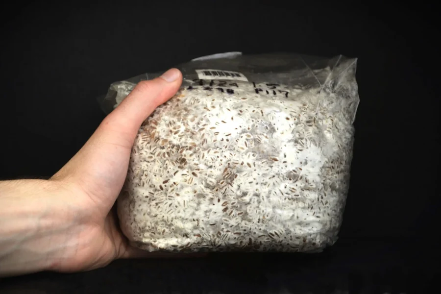 Mycélium sur grain (petit format)