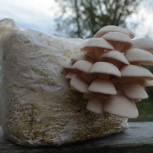 Bloc de fructification